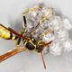 Image for article titled The Great Schism Among Biologists About The Nature Of Spite